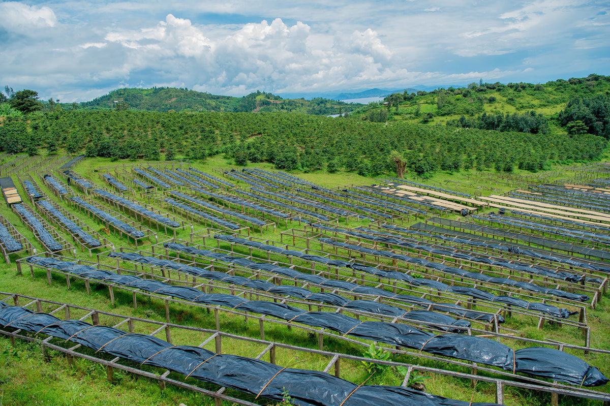Schoenkaffee - El Capitan / Espresso