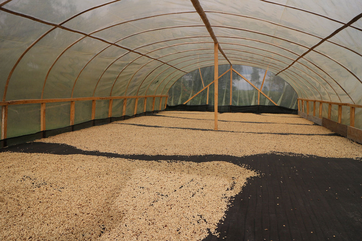 Schoenkaffee - Kolumbien - El Bombo Women BIO / Filterkaffee
