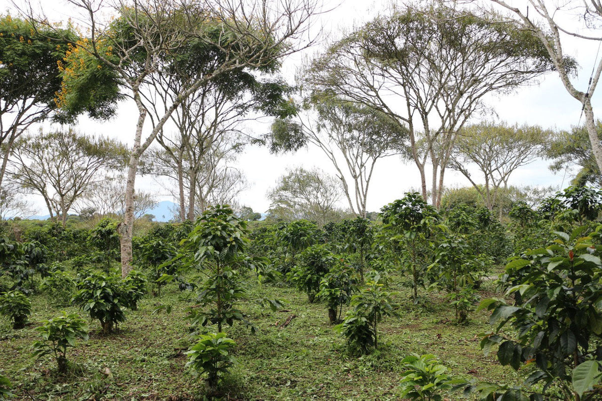 Schoenkaffee - Kolumbien - El Bombo Women BIO / Filterkaffee